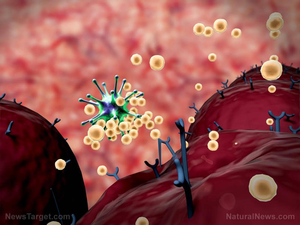 Immunology-Virus-Antibody-Cytoplasm-Aggression-Artificial-Model