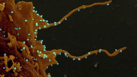 coronavirus-tentacles